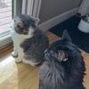 milkshakemeatballtails