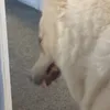 sonnylikesdogs