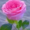 walyed.ebrahim