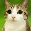 meowlguy