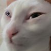catdad5556