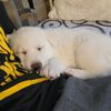 i_love_my_dog68