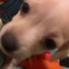 cami.loves.pets