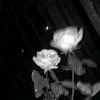 mariangel6704