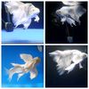 aquafish1.id