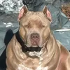 azra66947