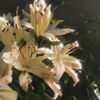 shainee_c