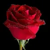 ardita.haziri4