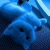lynx_lonel