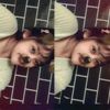 syaaaa_pitt