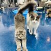 funnycatrescue