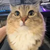 louzy_puzo