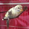 winterberry._budgie