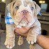 ChunkyBulldogsTx
