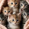 dolce.miao