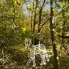 sadie_wild_star