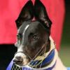 grayhoundloverpk