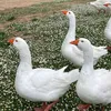 comepanacea