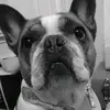 frenchie.the.fren7