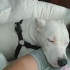 millie_3163
