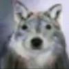 kot_dawg