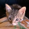 catqlina3