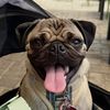 thehobokenpug