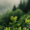 a__f624