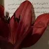 loly35685