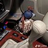 saud1077