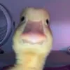 opude33