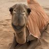 saad87482