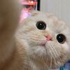 piupiupieww