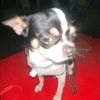 lovedog256
