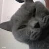 realjrog