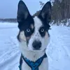 not.long.husky