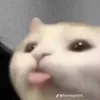trnhson66