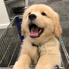 Pets daily sharing