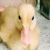 arika_fathina13