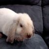 jjaybunneh