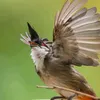 vn.duy2266