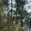 linaluna054