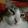 aufan236