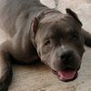 pitbulldarconah