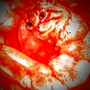 kacperekpogromca