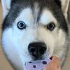 FurryTales