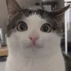 thggggopgghje