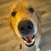 georgethegoldentails