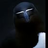 theanonymousoneishere
