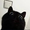 meowgical18